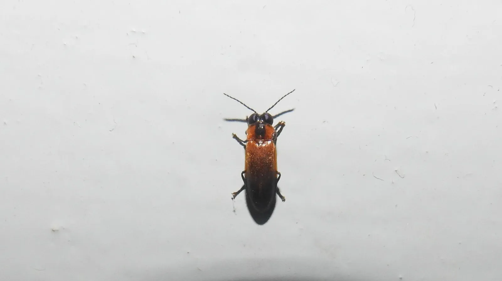 Ein Leuchtkäfer (Glühwürmchen) aus der Familie der Lampyridae
