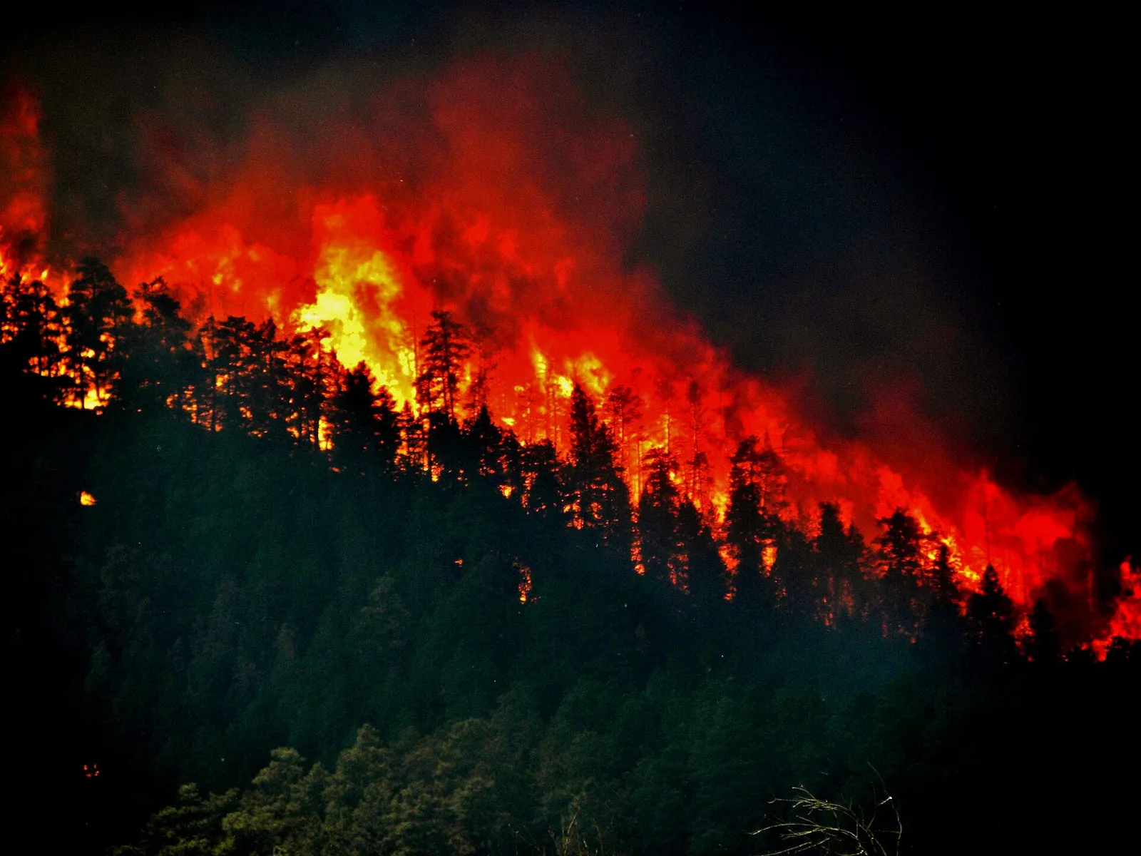 Brennende Bäume bei einem Waldbrand (Symbolbild)