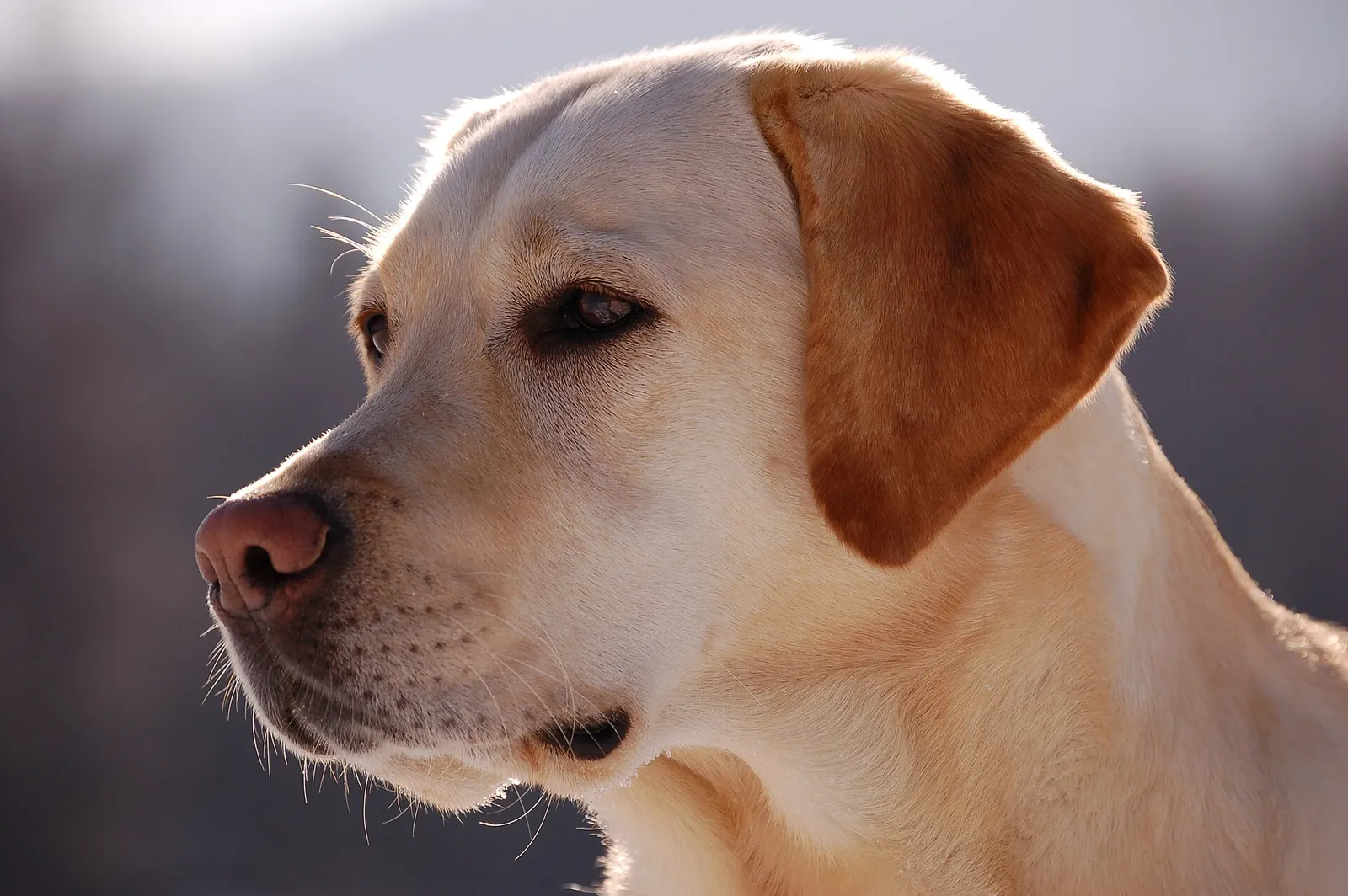 Porträt eines Labrador Retrievers