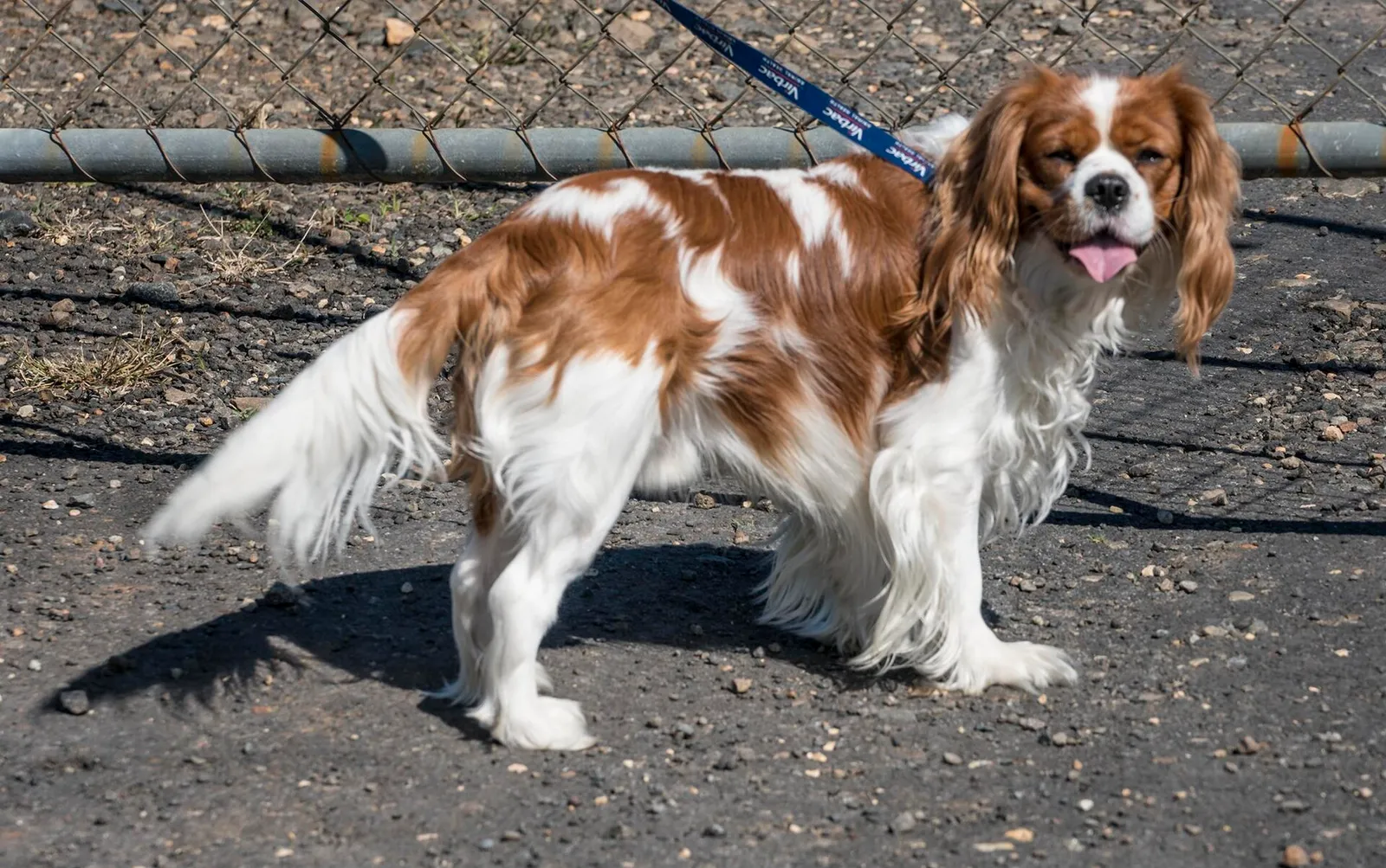 Ein hechelnder Hund an einem heißen Tag (Symbolbild)