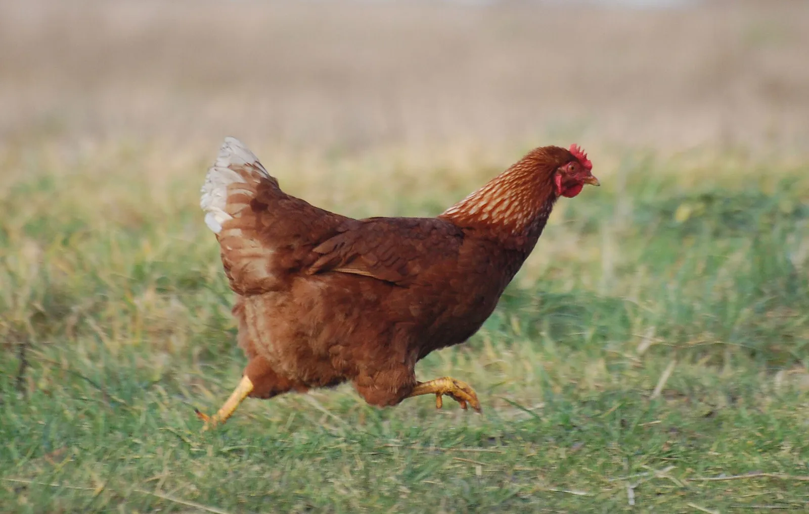 Ein Huhn (Symbolbild)