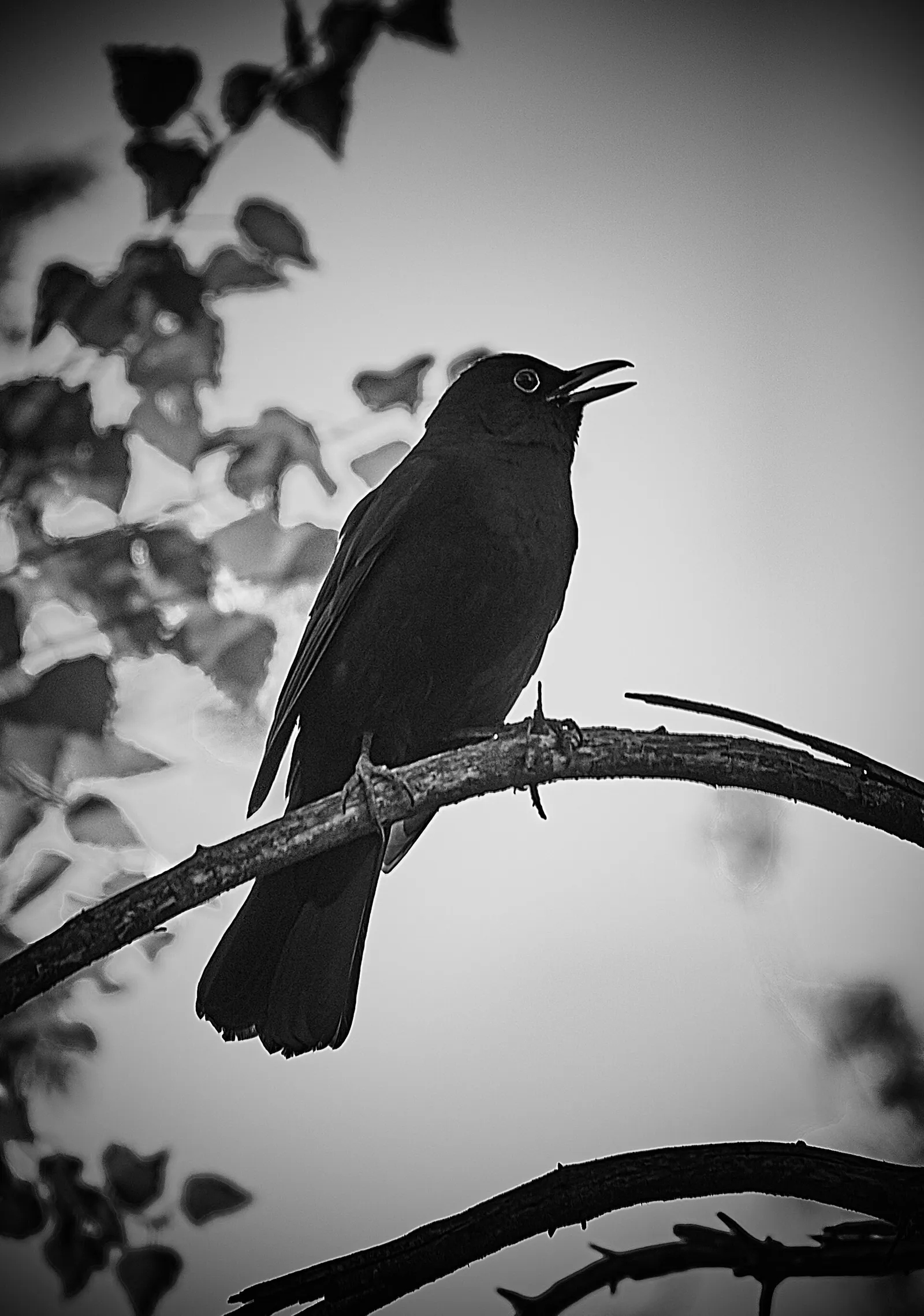 Eine singende Amsel (Archivbild)