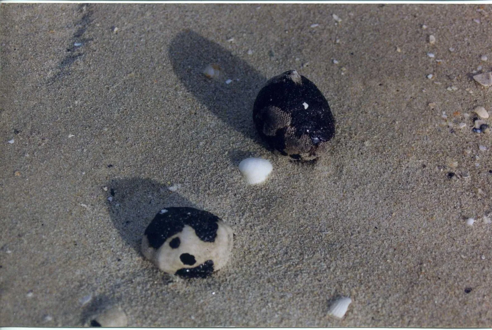 Mit Öl verschmutzte Küste nach der Havarie der Erika 1999