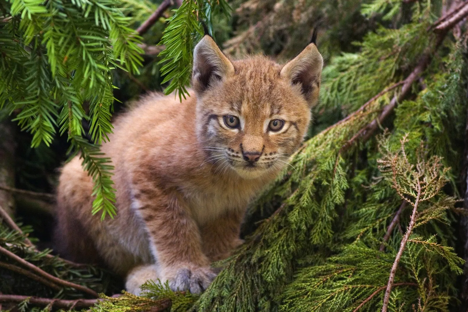 Ein junger Luchs (Symbolbild)