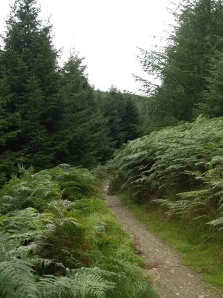 Ein Mountainbike-Trail im Wald (Symbolbild)