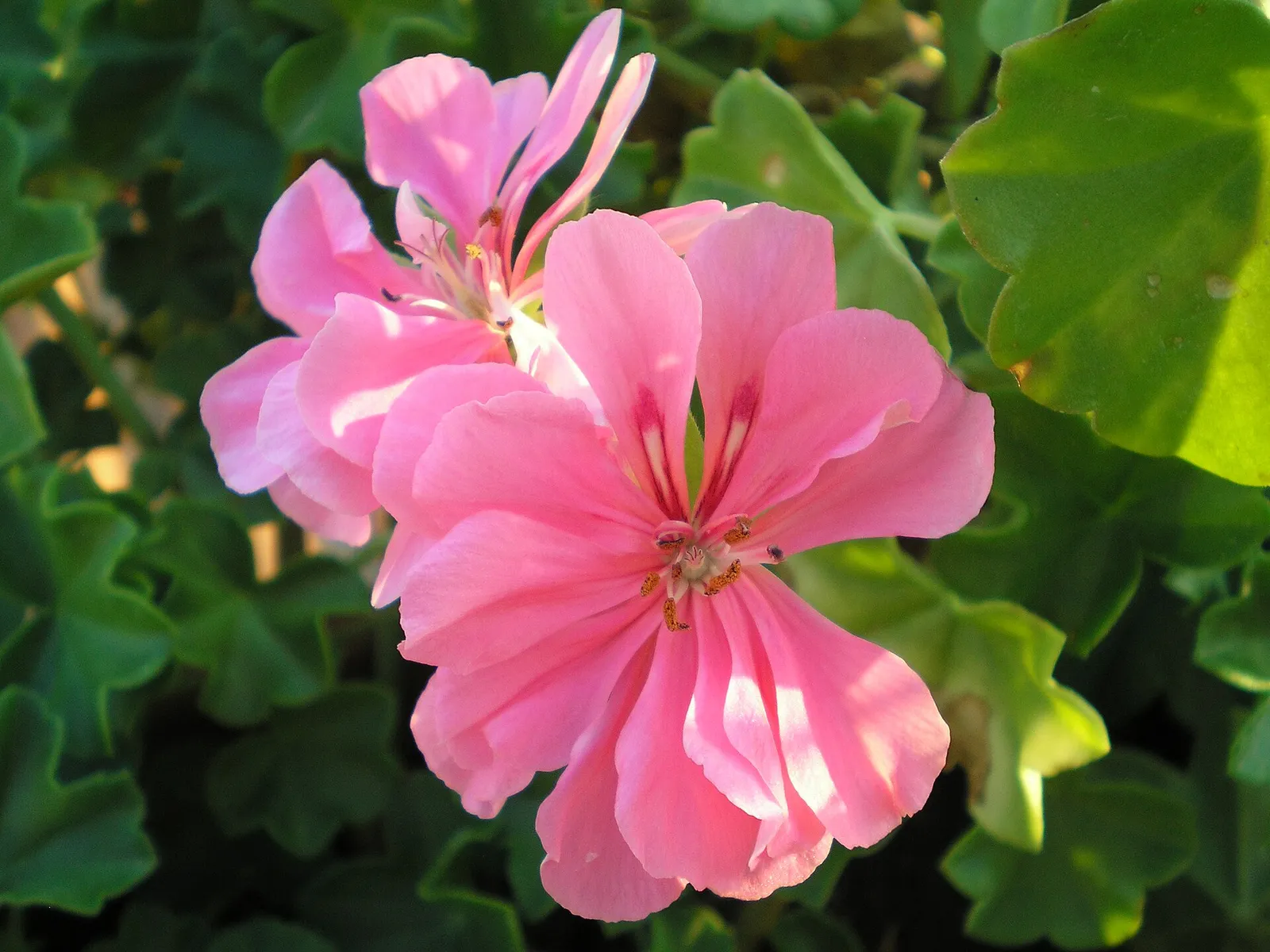 Blühende Geranien (Pelargonien) in Rosa (Symbolbild)