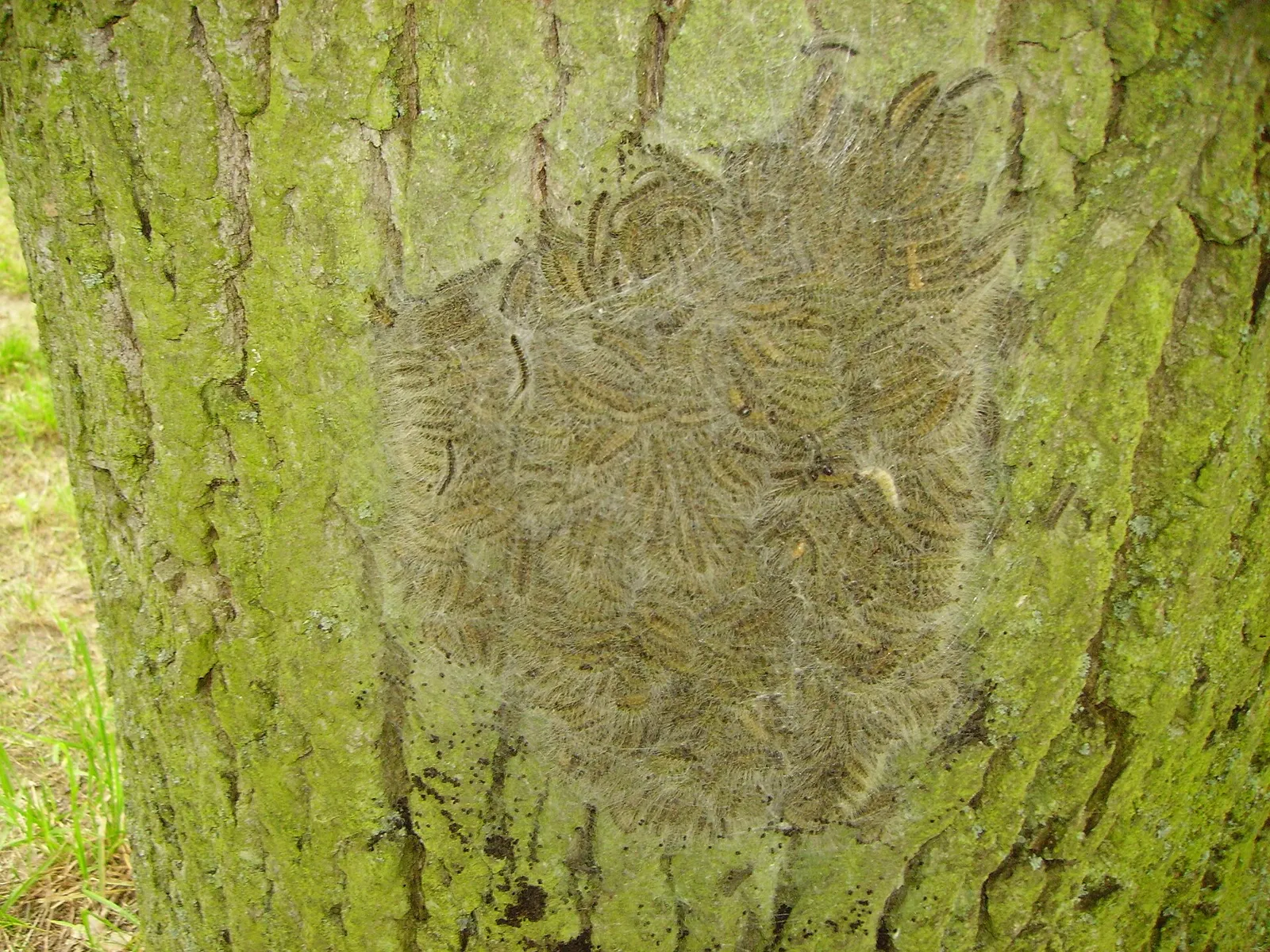 Ein Nest des Eichenprozessionsspinners mit Raupen (Symbolbild)