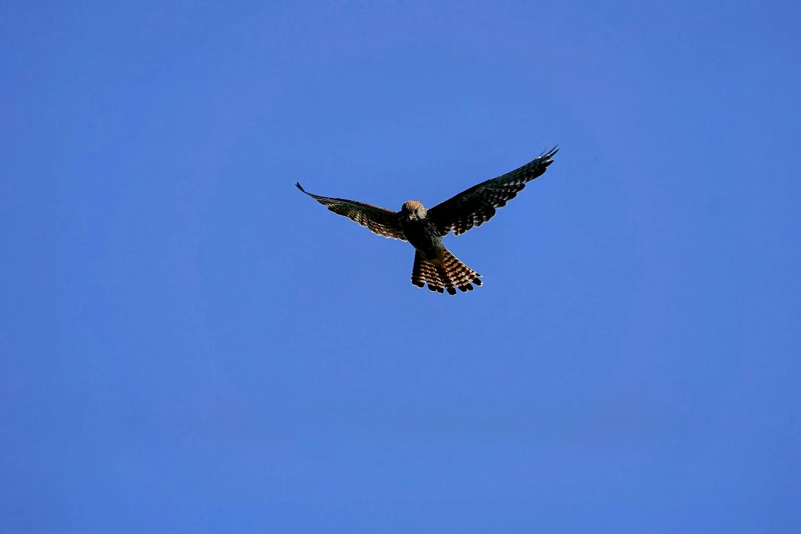Ein Turmfalke im Rüttelflug (Archivbild)