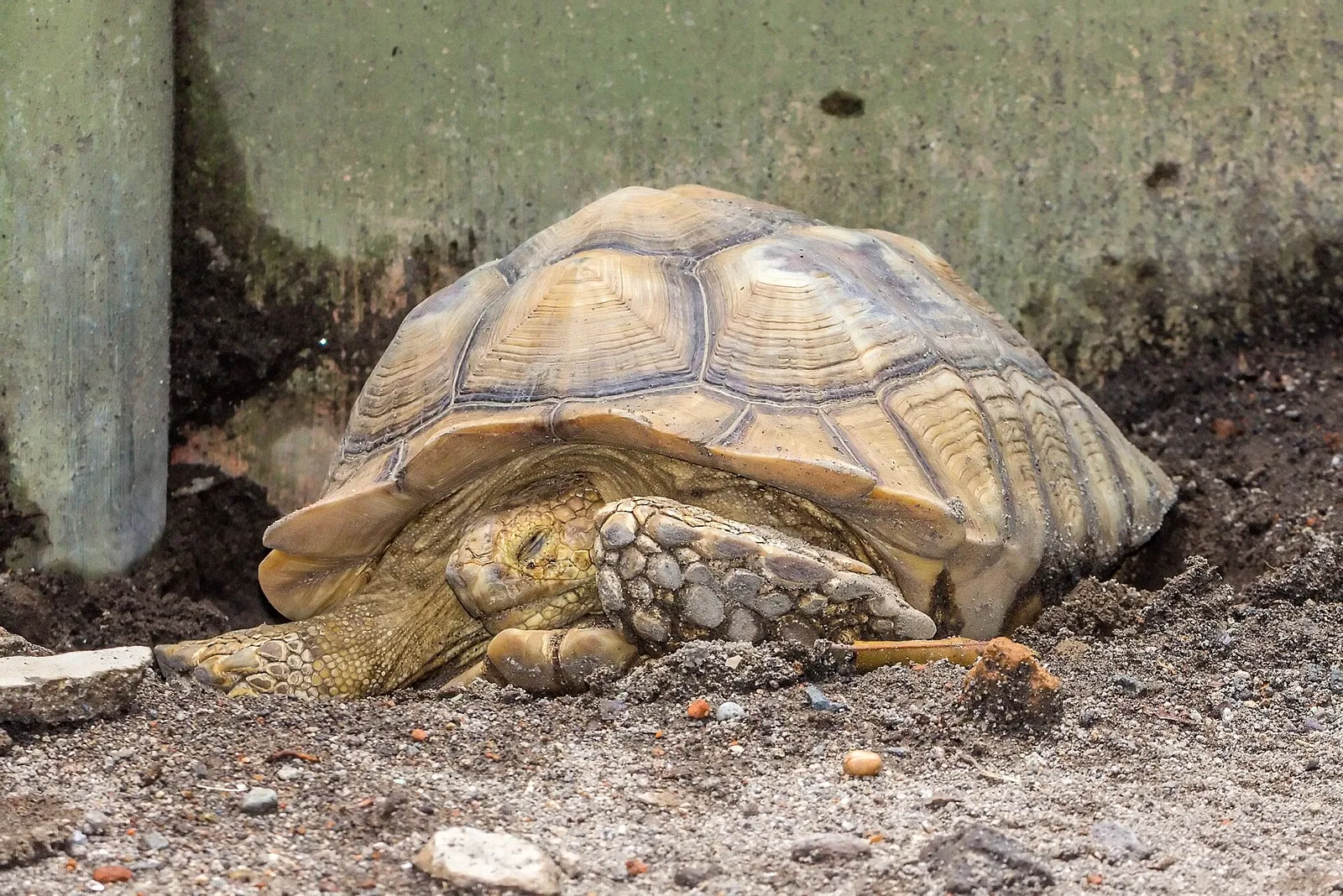 Eine afrikanische Spornschildkröte (Symbolbild)