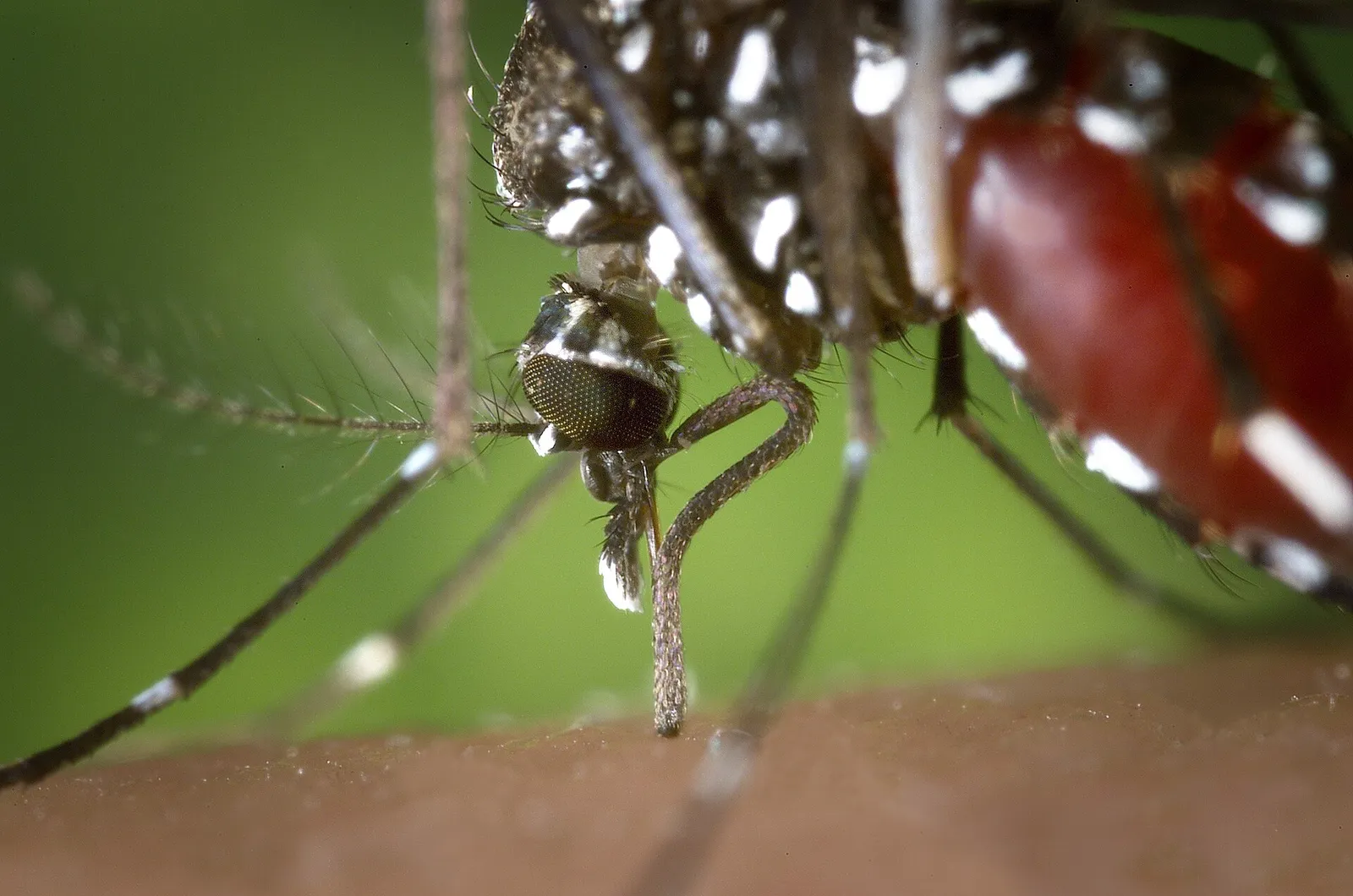 Eine Asiatische Tigermücke (Aedes albopictus)