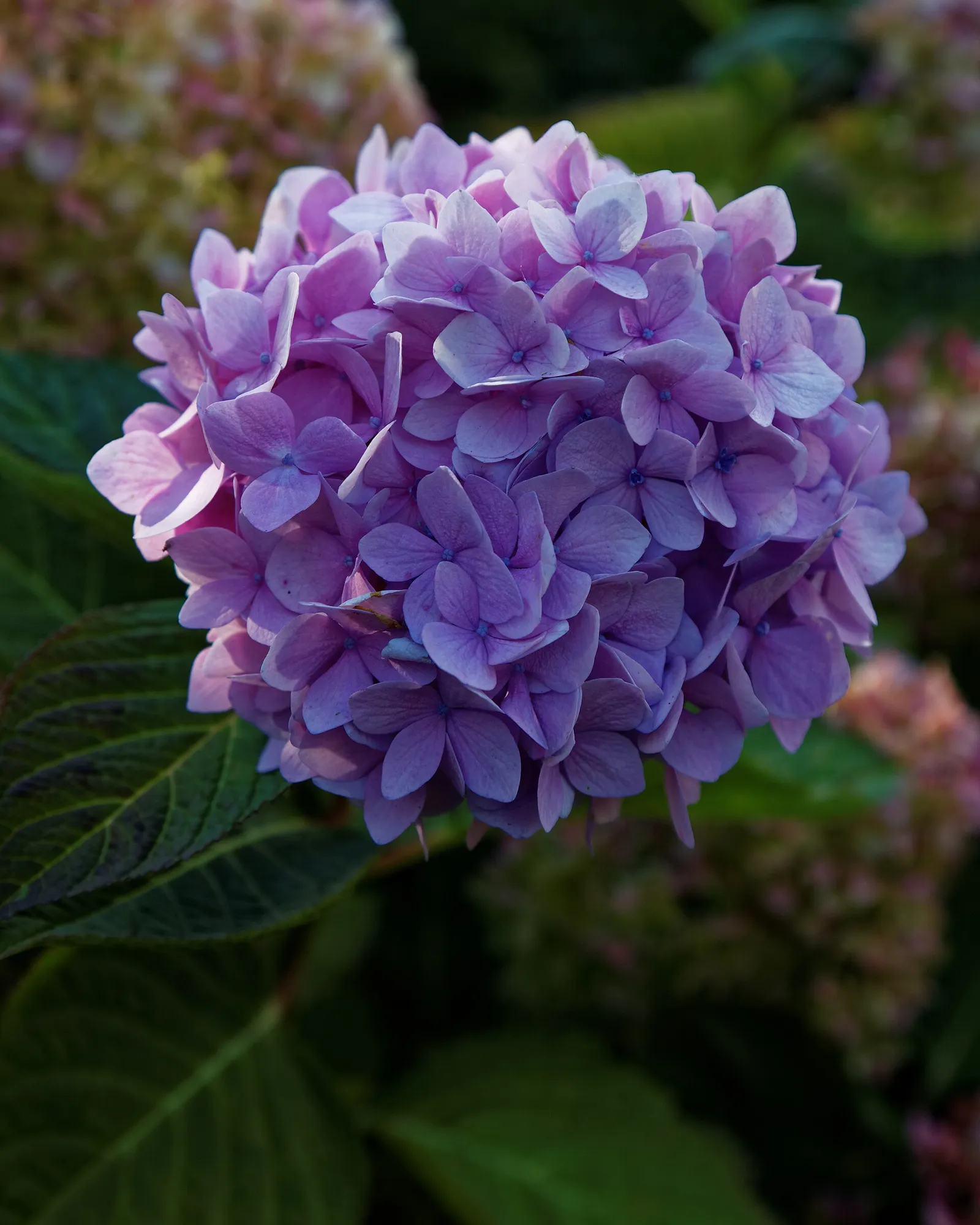 Blau blühende Hortensie (Symbolbild)