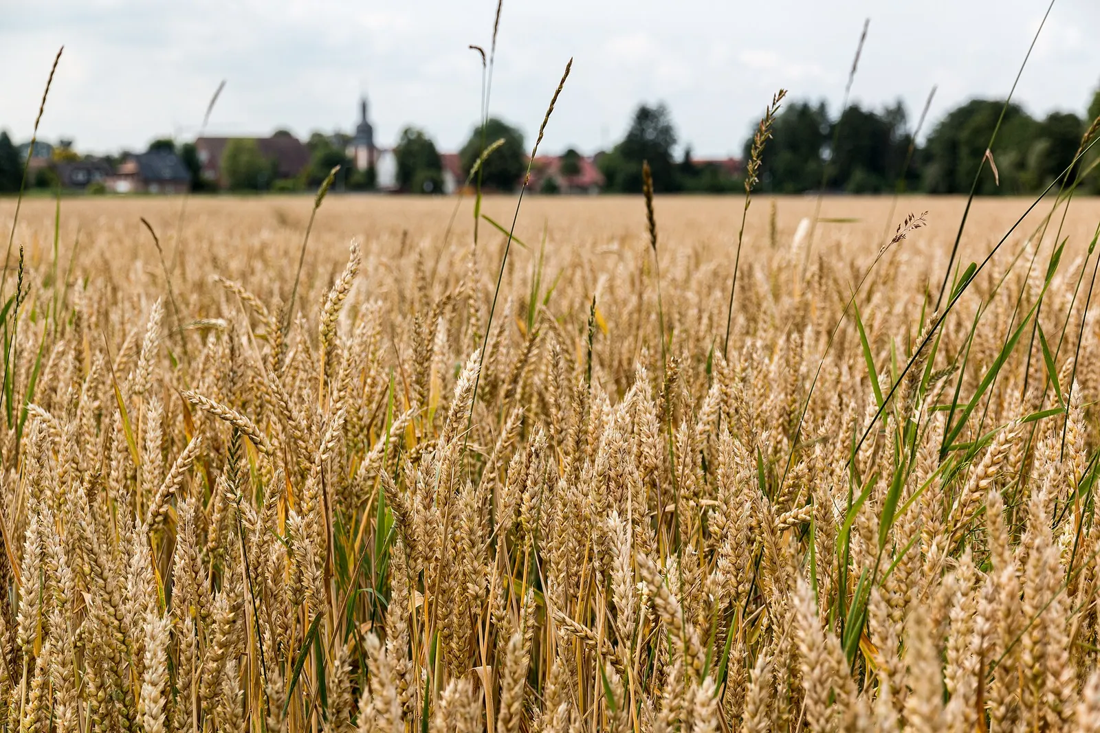 Sommerliche Feldlandschaft unter blauem Himmel (Symbolbild)