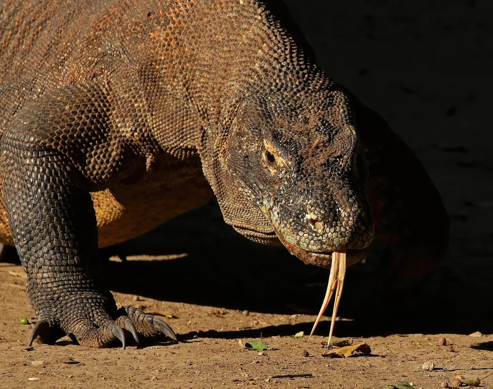 Ein Komodowaran (Varanus komodoensis)