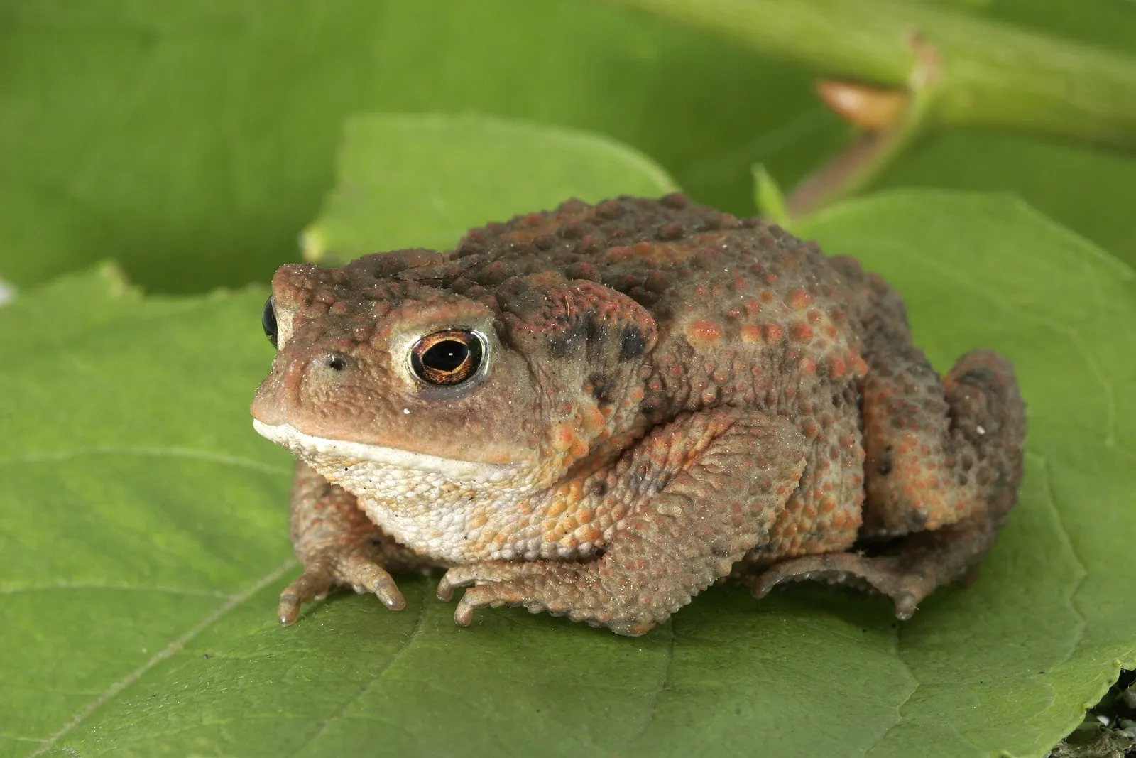 Eine Erdkröte (Bufo bufo)