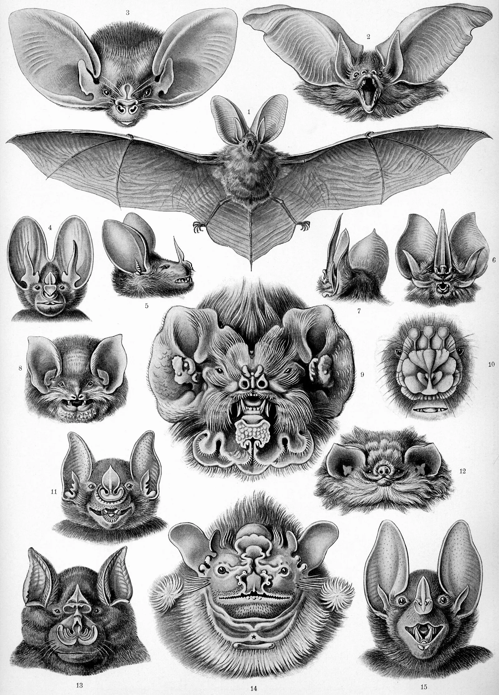 Historische Tafel verschiedener Fledermausarten von Ernst Haeckel