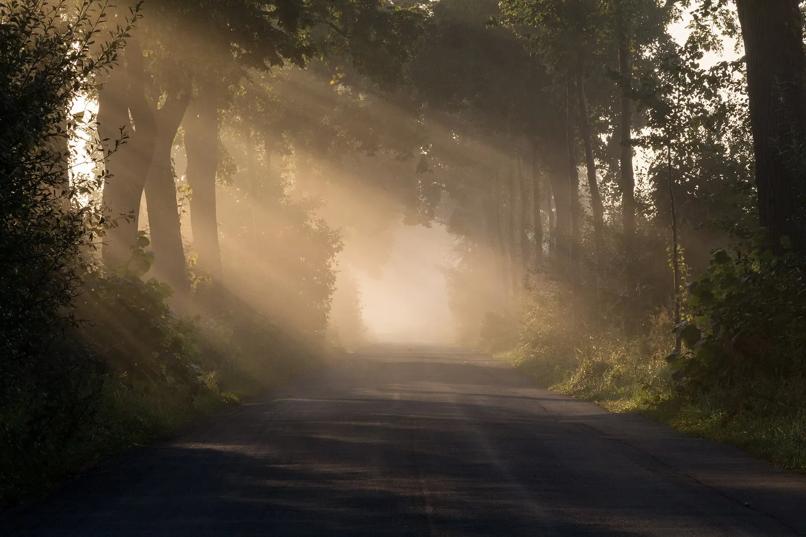 Sonne über einer sommerlichen Landschaft (Symbolbild)