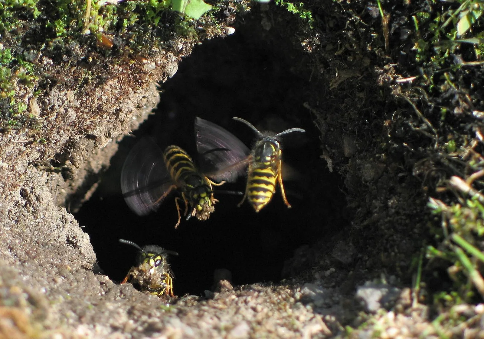 Eine Gemeine Wespe (Vespula vulgaris)