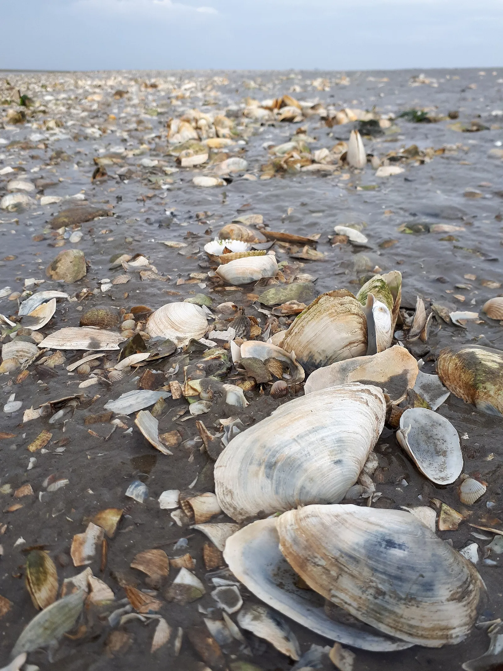 Eine Muschelbank im Wattenmeer (Symbolbild)