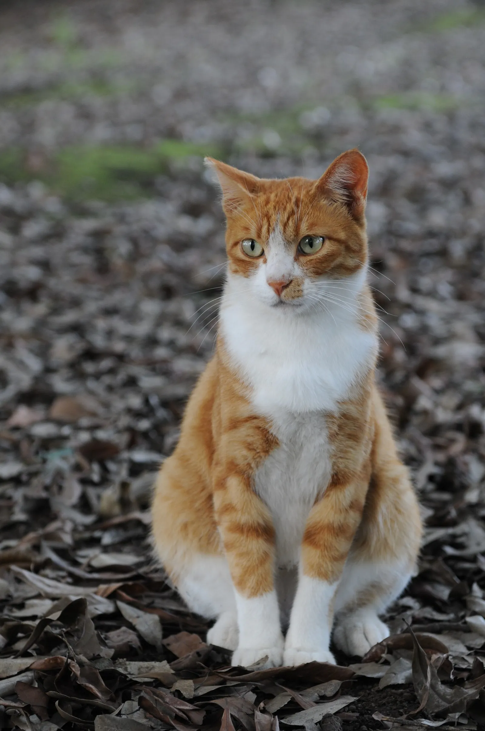 Eine Katze (Symbolbild)