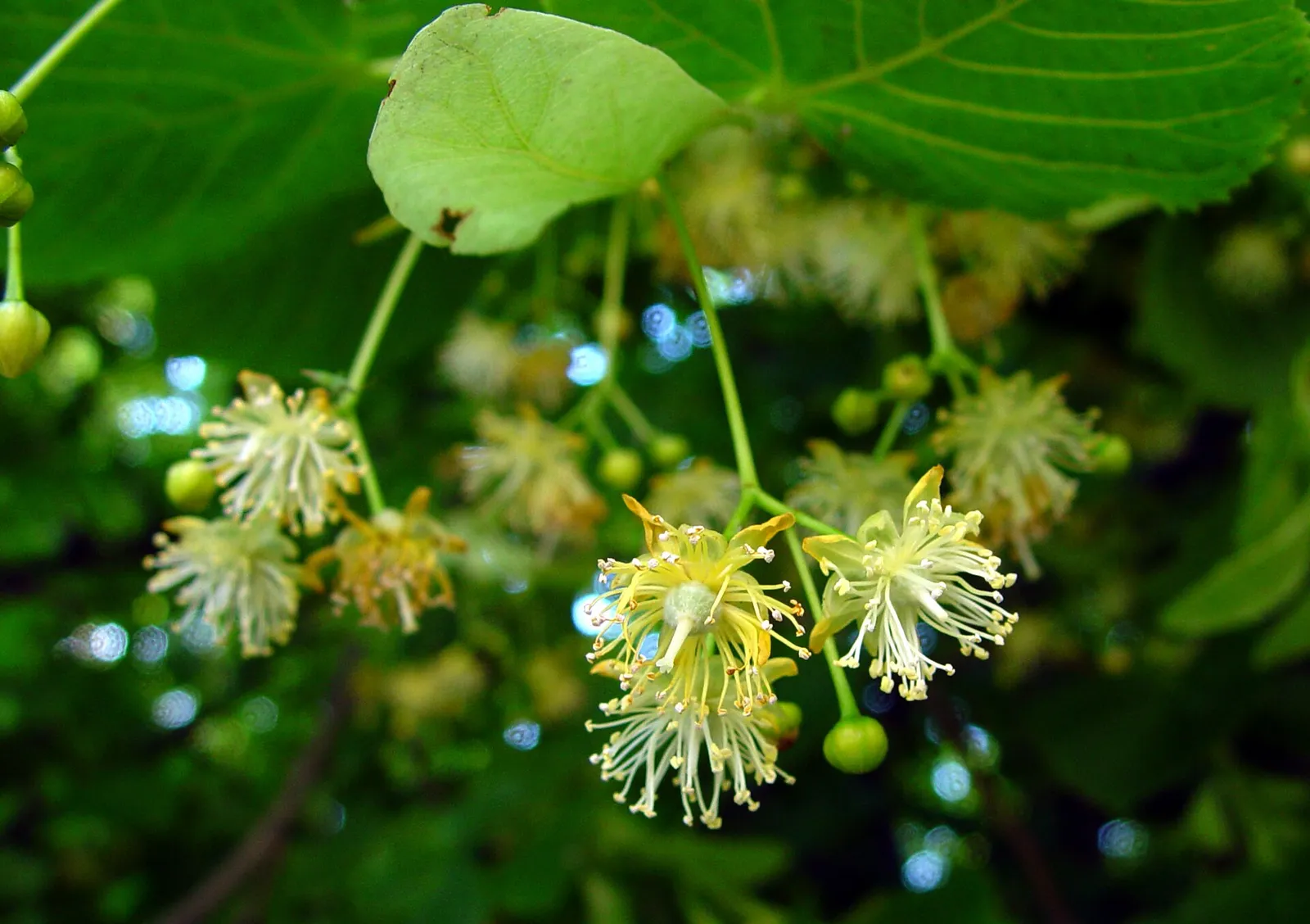 Blühende Lindenblüten mit Hochblatt