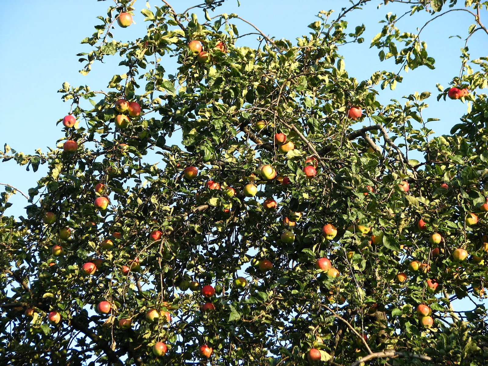 Äpfel an einem Zweig (Symbolbild)