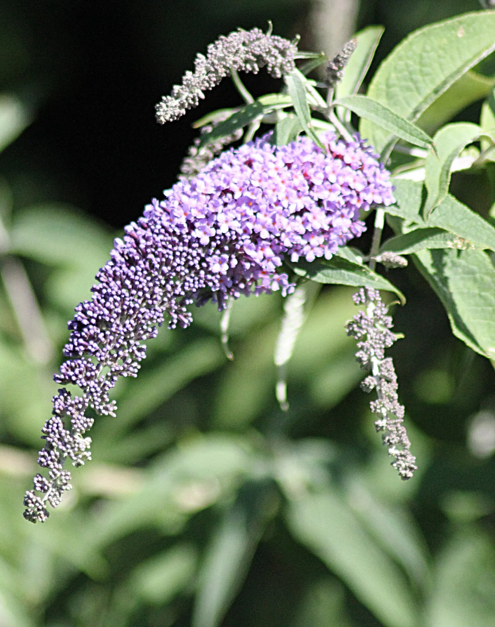 Blühender Sommerflieder (Buddleja davidii)