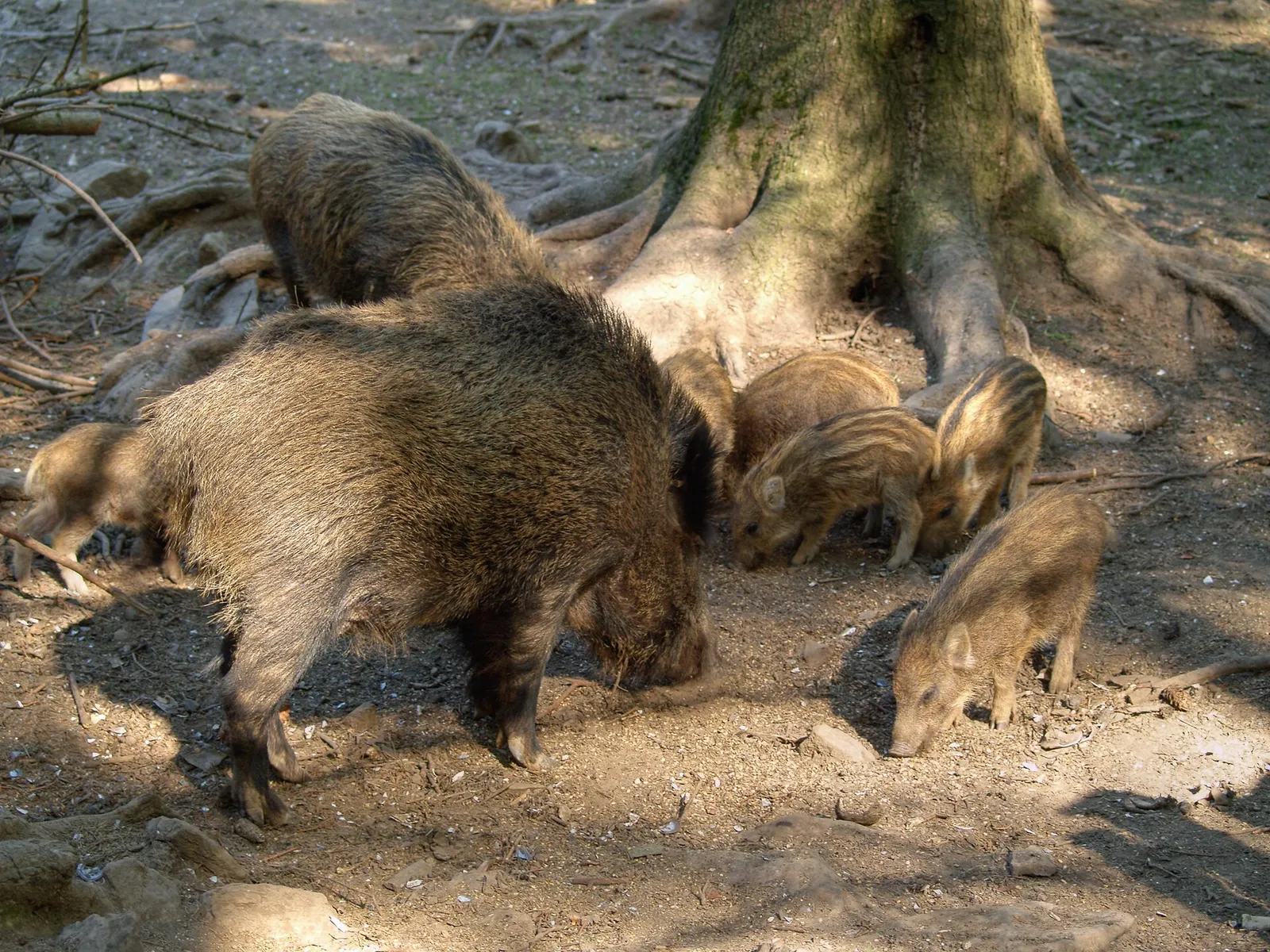 Ein Wildschwein in seinem Lebensraum (Symbolbild)