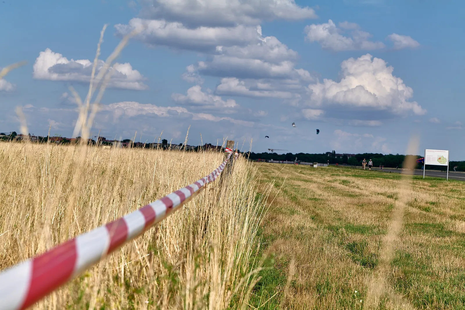 Wiese auf dem Tempelhofer Feld in Berlin