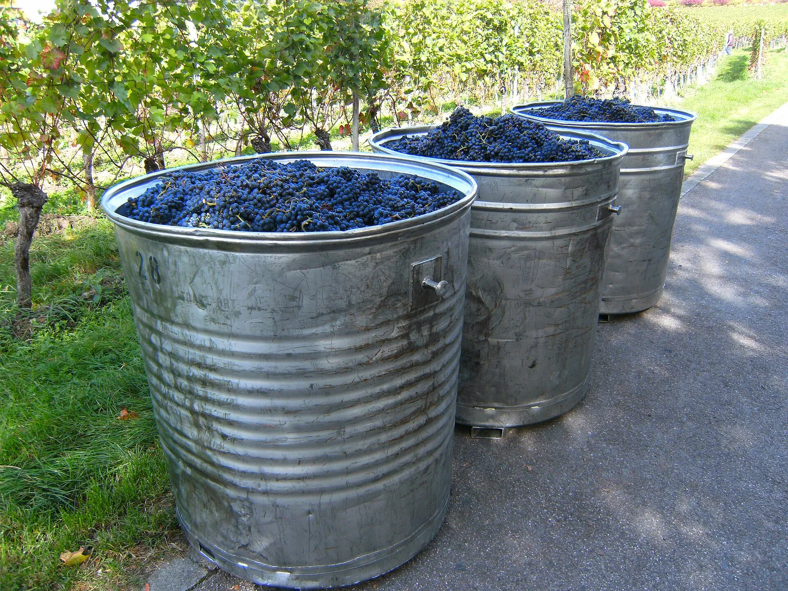 Weinberge im badischen Anbaugebiet (Symbolbild)