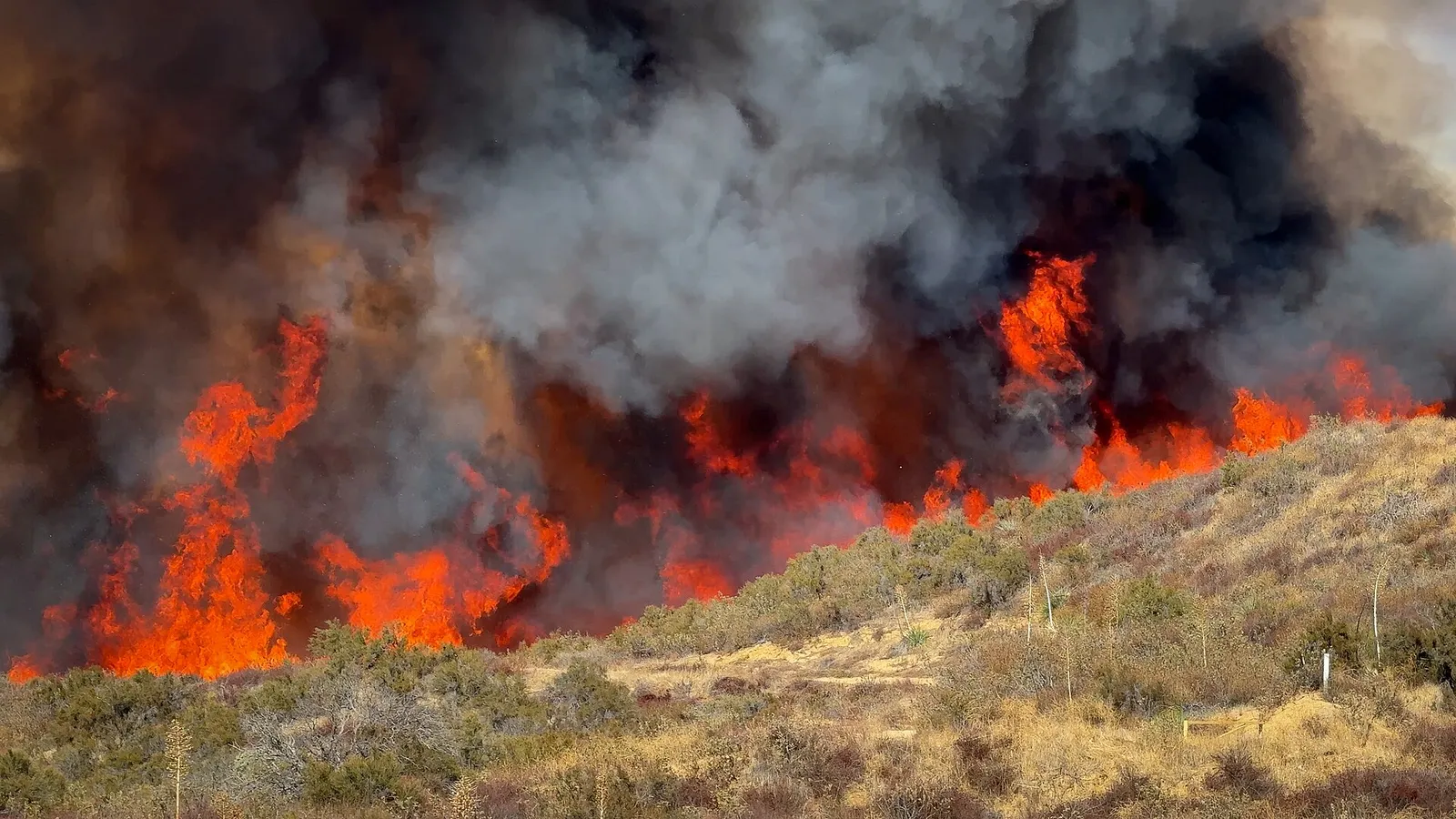 Einsatzkräfte bei einem Waldbrand (Symbolbild)