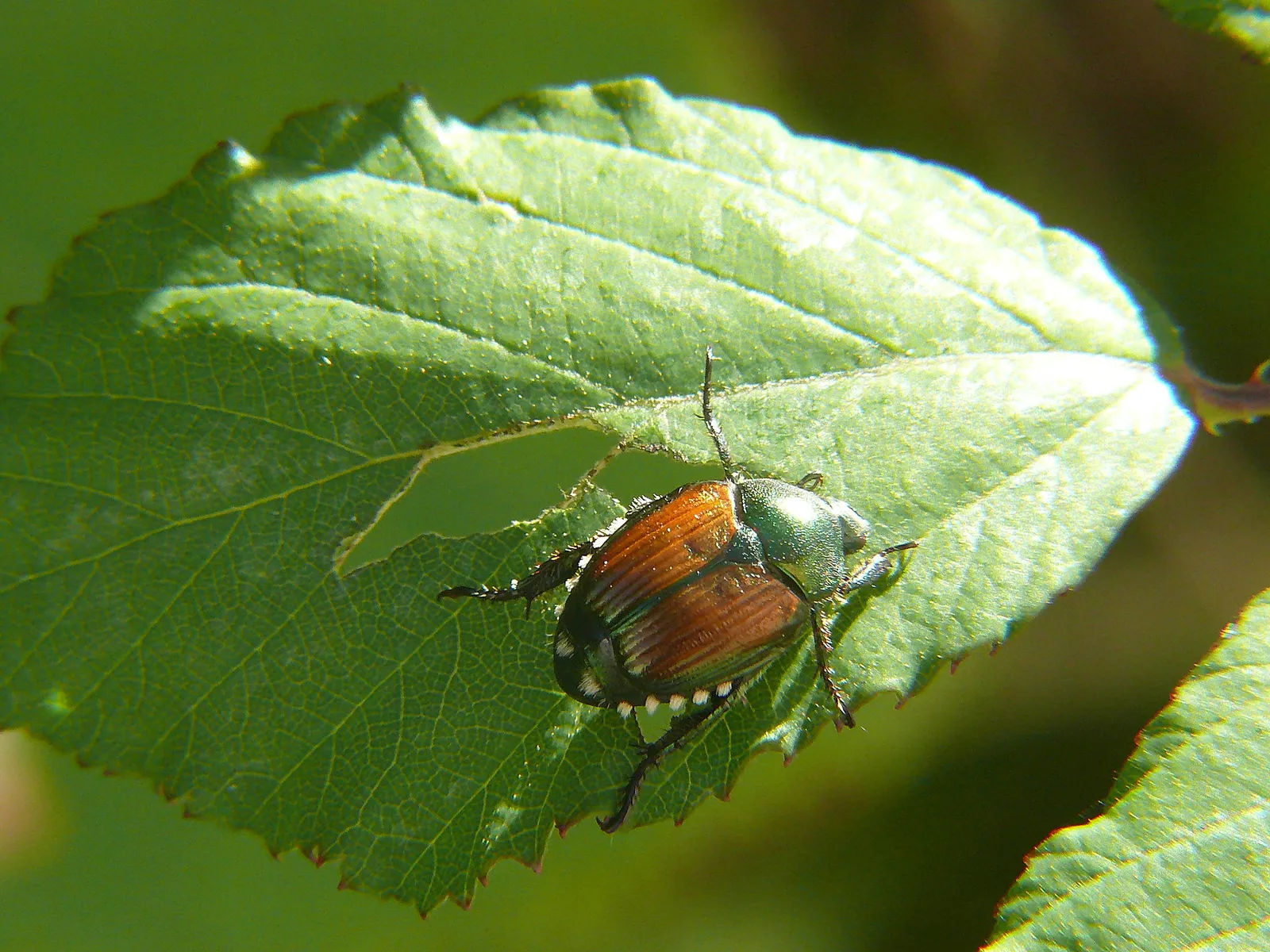 Der Japankäfer (Popillia japonica) auf einem Blatt (Archivbild)