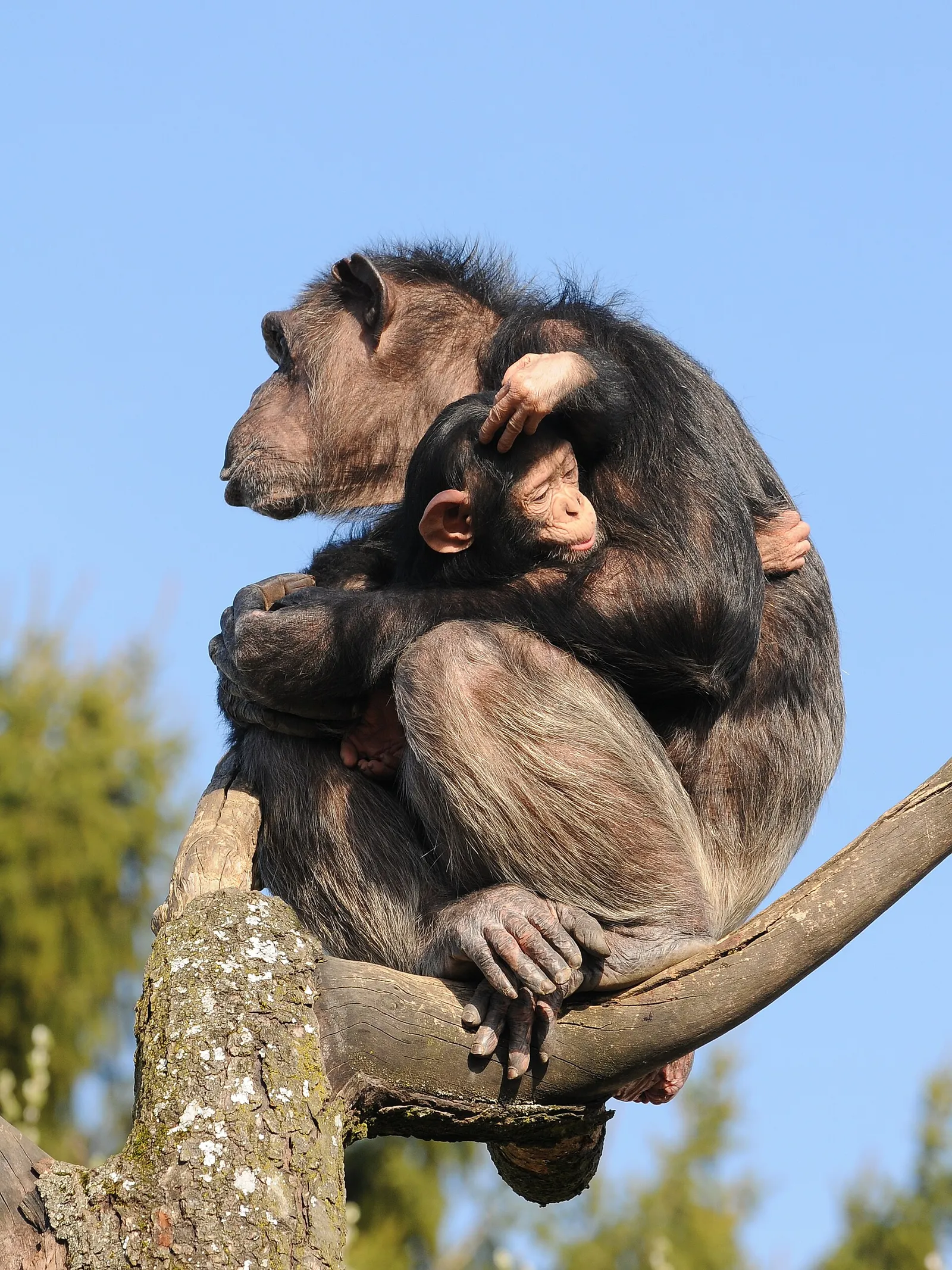 Ein Schimpanse (Pan troglodytes)