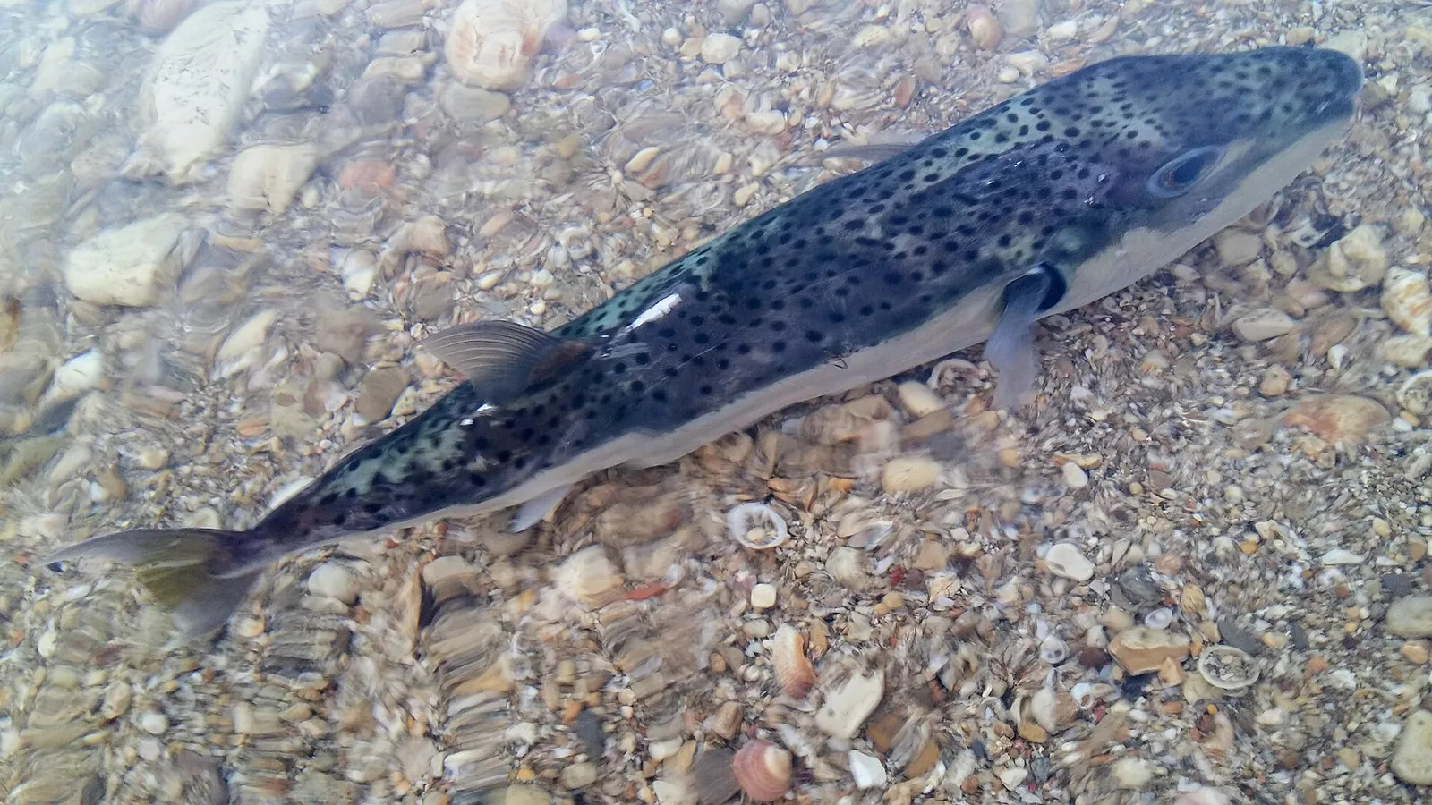 Ein Kugelfisch der Gattung Lagocephalus (Symbolbild)