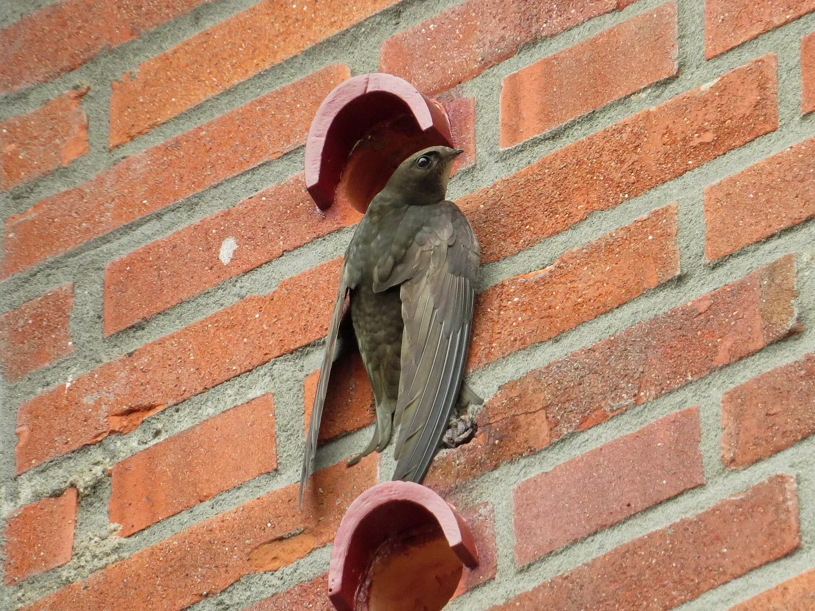 Ein Mauersegler (Apus apus) an einer Wand (Archivbild)